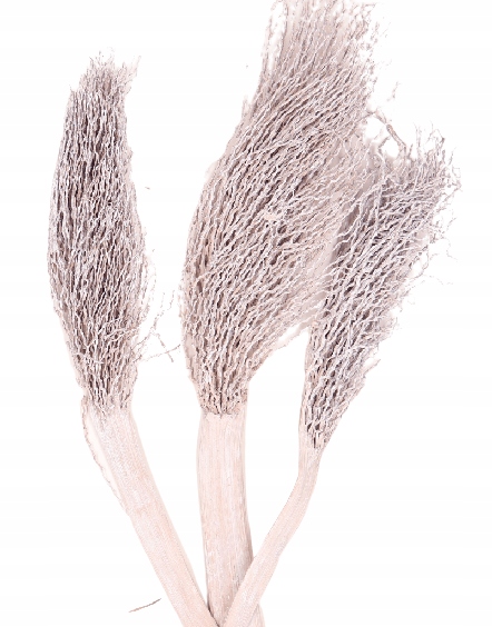 

Gałąź susz bielony miotełka kropidło 5szt 35-45cm