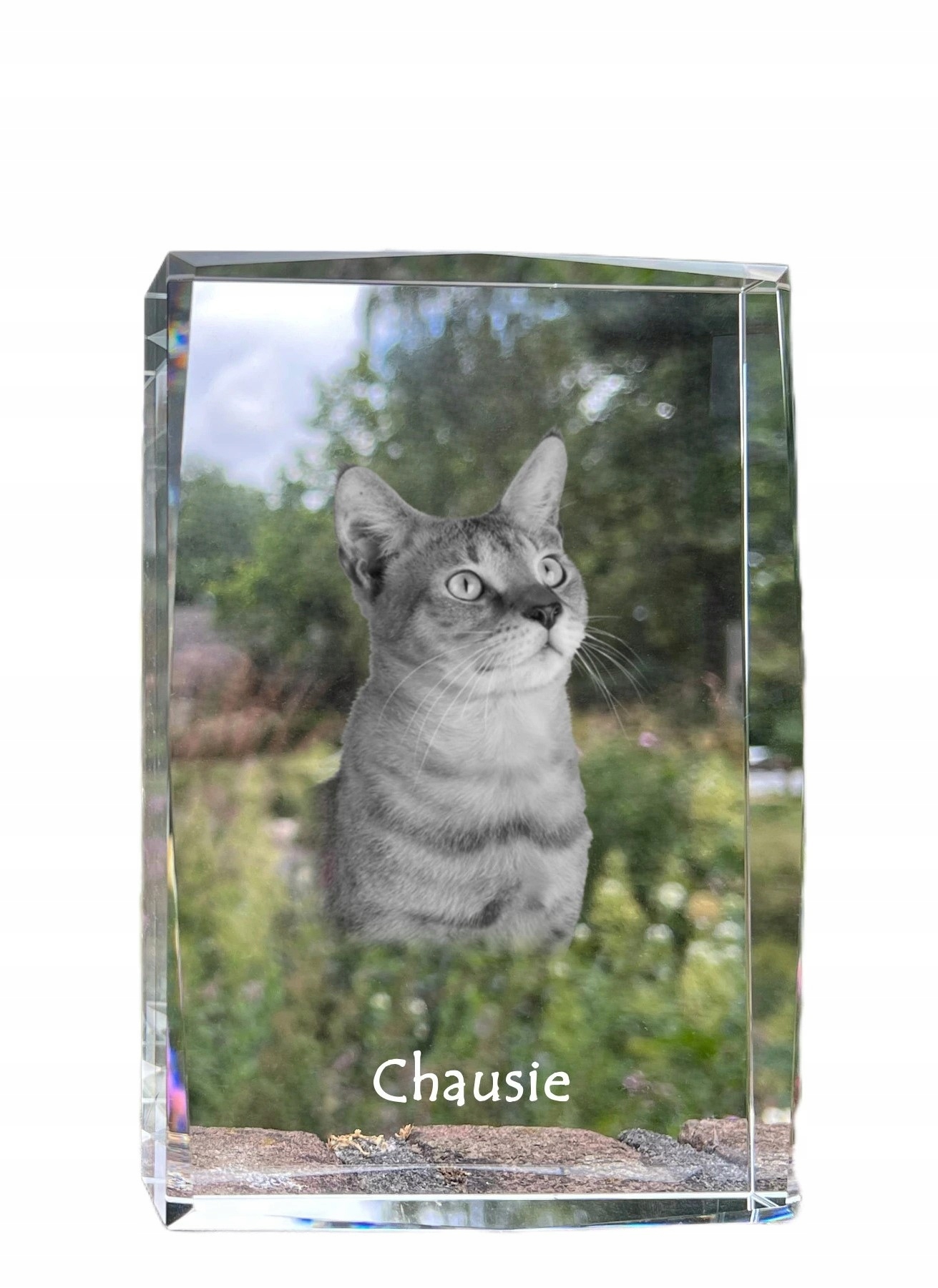 Mačka Chausie foto v kryštáli, suvenír, trofej, poďakovanie