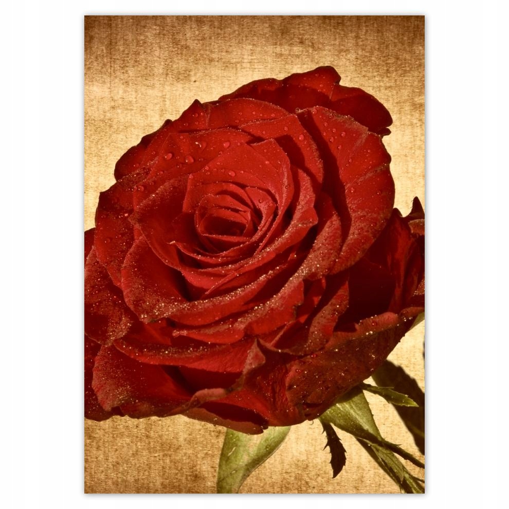 

Naklejki 50x70 Róża na tle w sepii