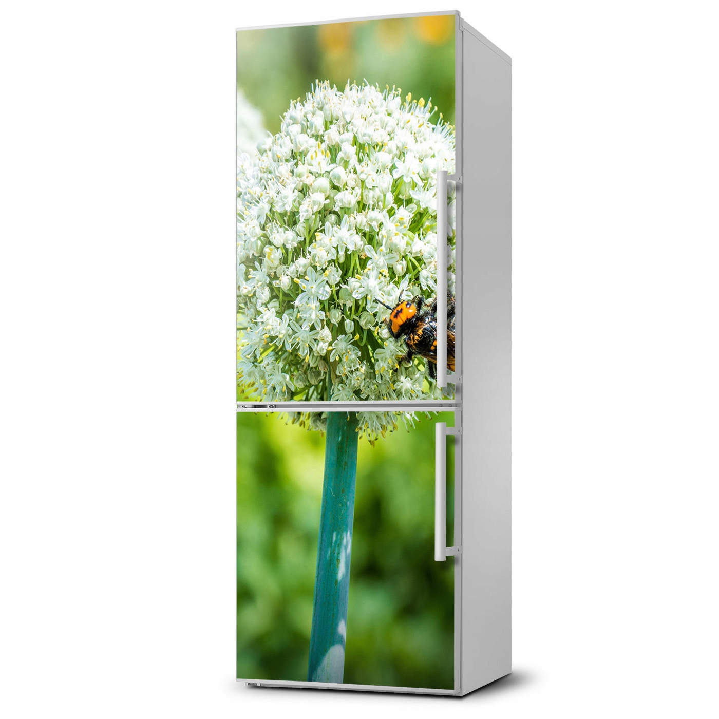 

Naklejka Magnes Magnes Kwiaty czosnku 60x180