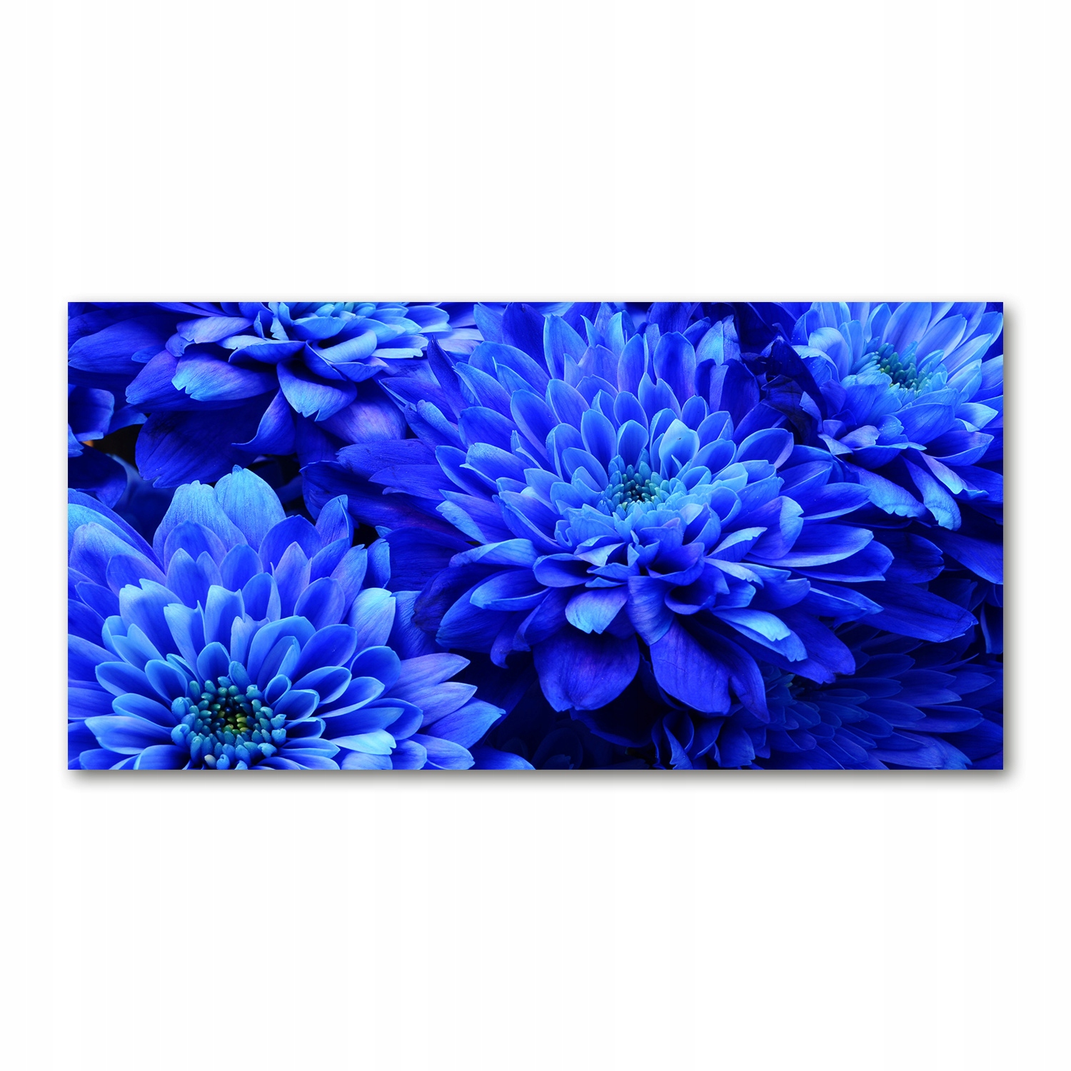 

Foto obraz akryl zdjęcie Niebieski aster 120X60 cm
