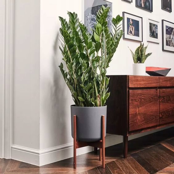 Цветок оберегающий дом и семью: 7 растений, которые нельзя не завести