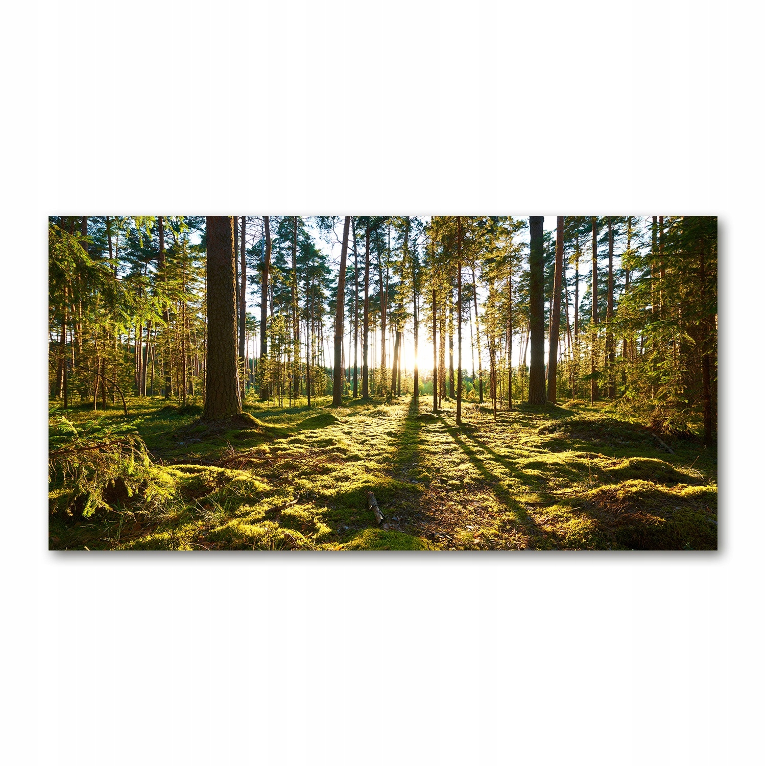 

Foto-obraz akrylowy Las sosnowy zdjęcie 140x70 cm