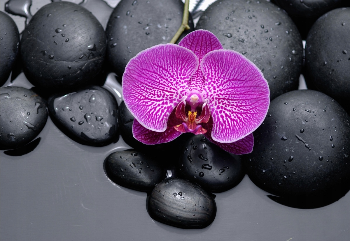 

Tapeta flizelinowa Orchidea Kamienie - 152x104