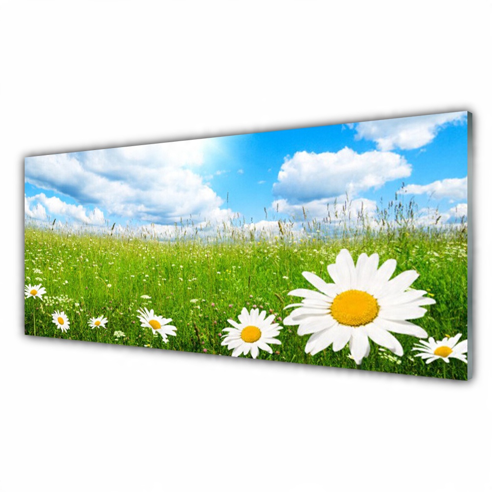 

Obraz akryl wiszący 125x50 Stokrotka Trawa Natura