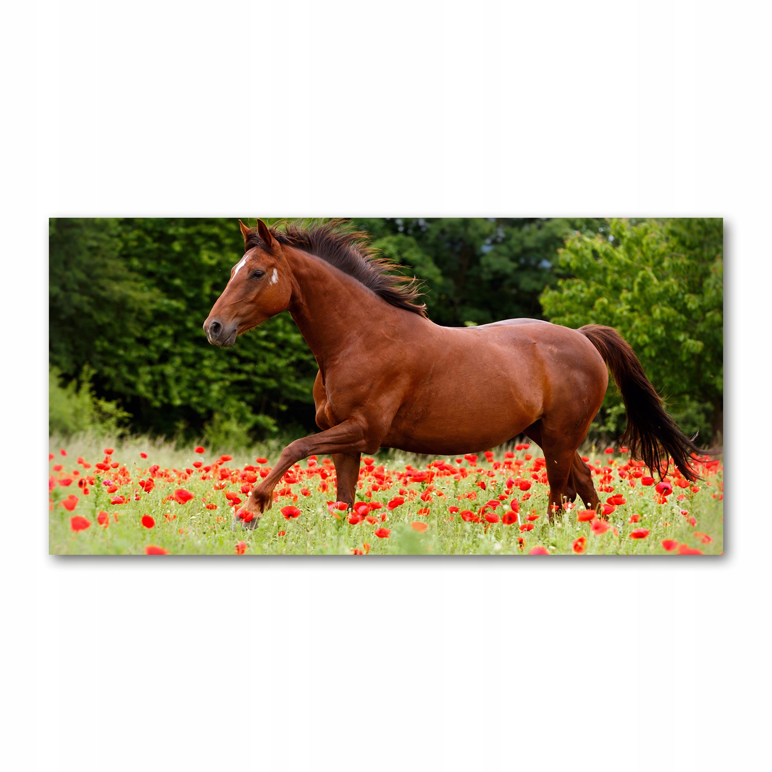 

Foto obraz szkło akryl Koń na polu maków 120X60 cm