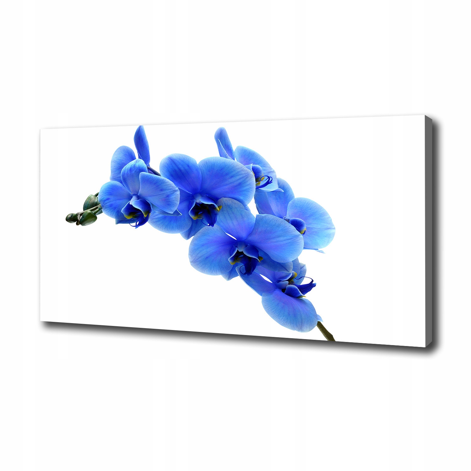 

Foto obraz na płótnie Niebieska orchidea 100x50 cm