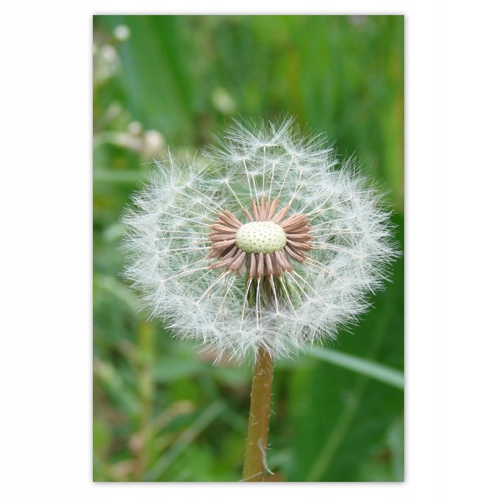 

Plakat Naklejka 40x60 Dmuchawiec Kwiat Kwiatki