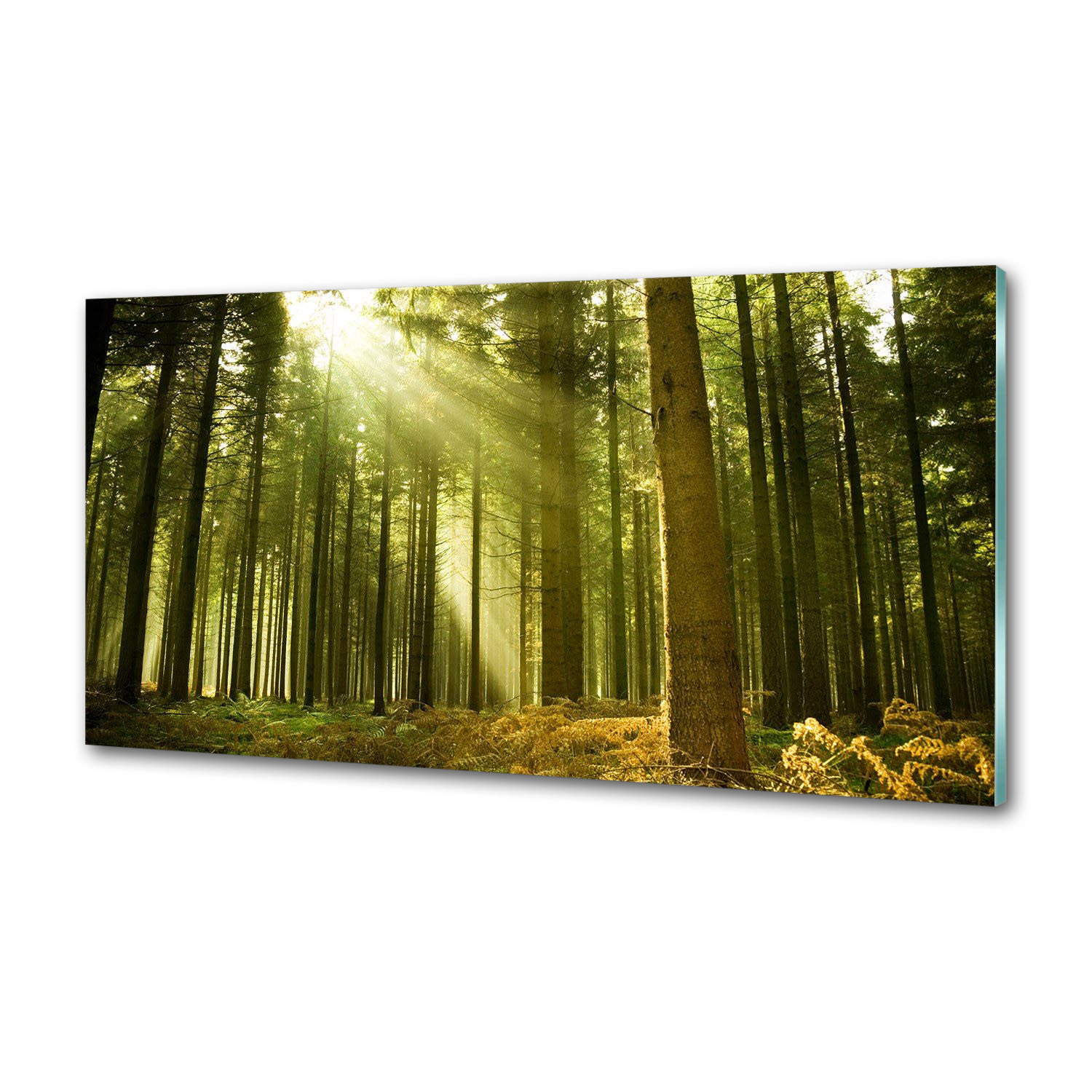 Panel dekor sklo Borovicový les 120x60 cm Lepidlo