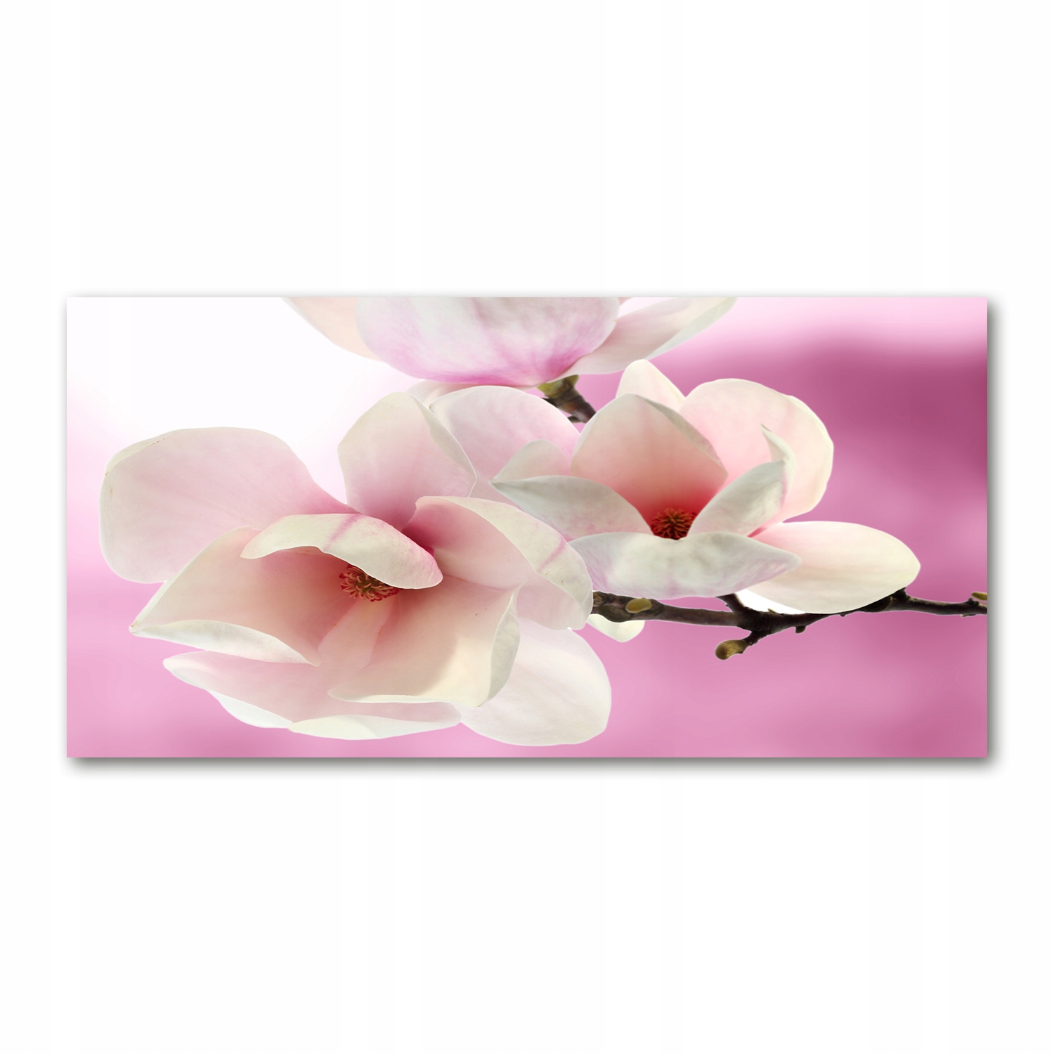 

Foto obraz duży akryl nowoczesny Magnolia 120X60cm