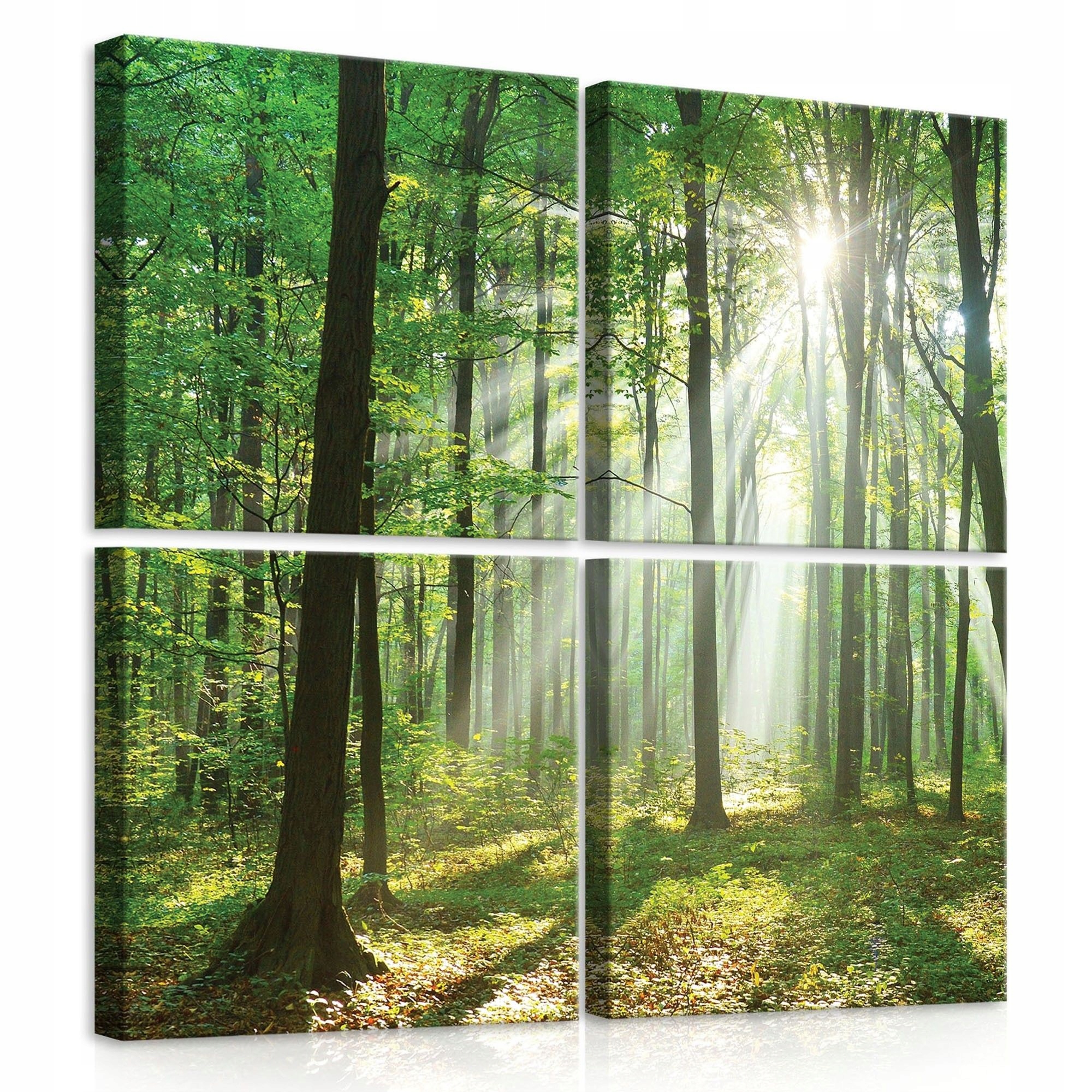 Obraz 50x50 Les sluneční paprsky příroda stromy zeleň světlo mlha magie