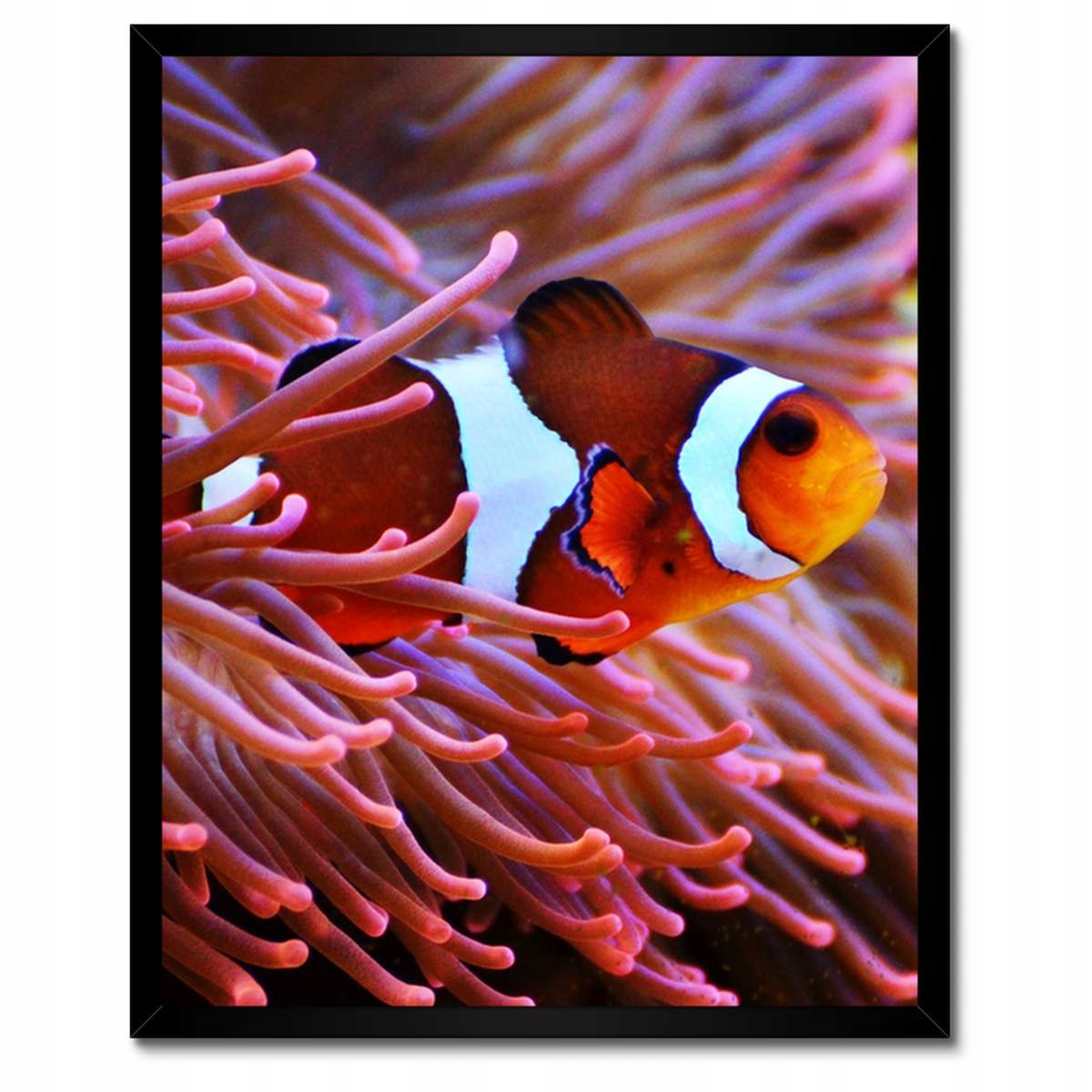 Plakáty v rámu 40x50 Oranžová rybka Rafa