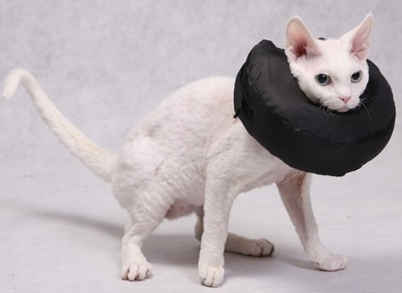 Levně Ochranný Pooperační Límec Pro Psa Kočku Po Zákroku Velikost 3