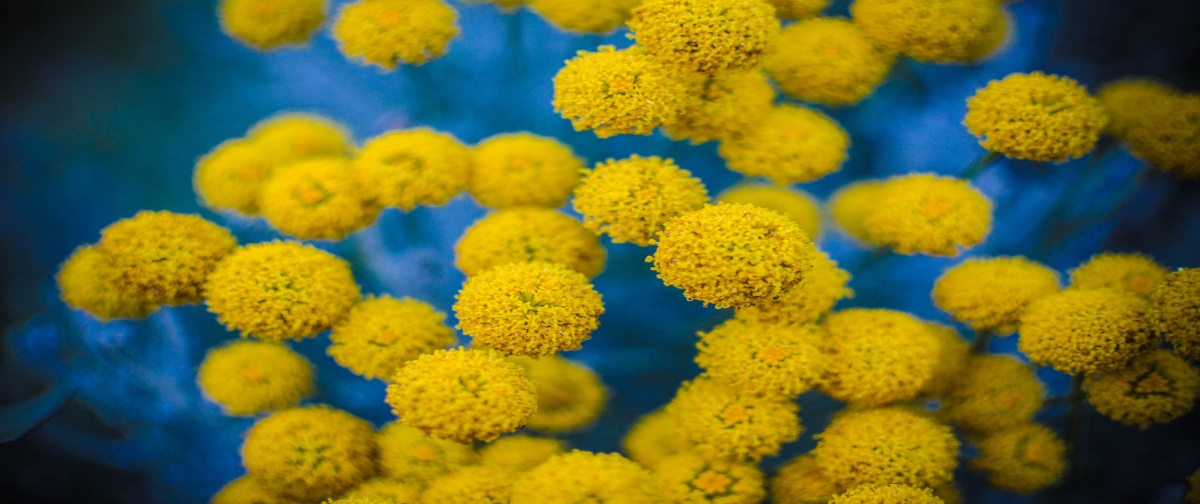 

Tapeta flizelinowa Żółte kwiaty - 250x104