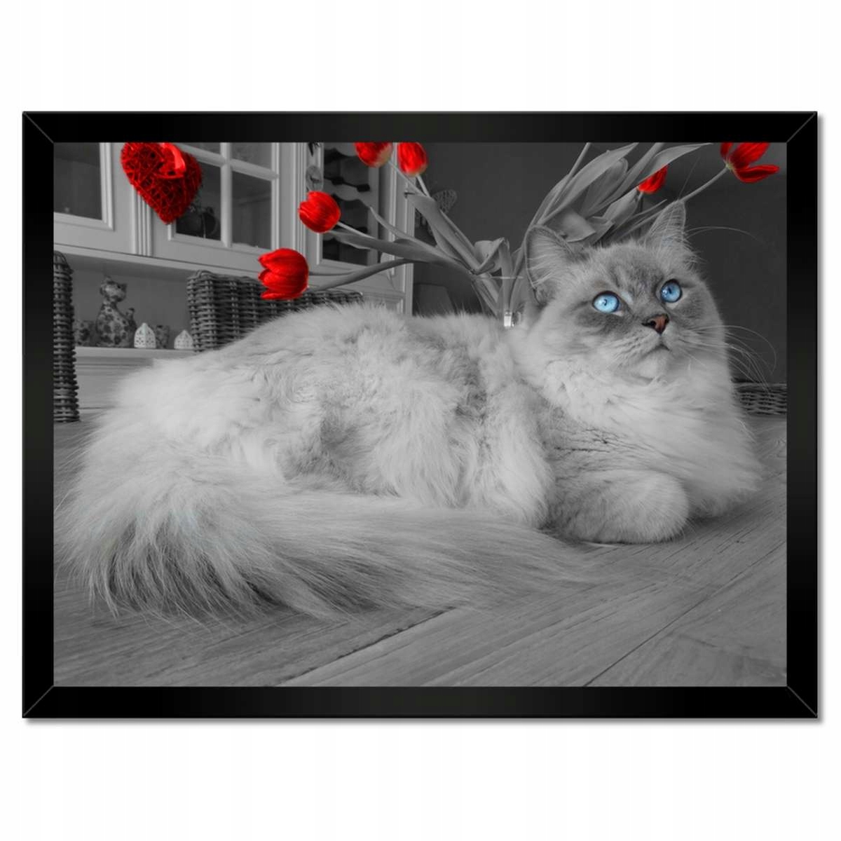 Plakáty v rámu 40x30 Kočka Ragdoll
