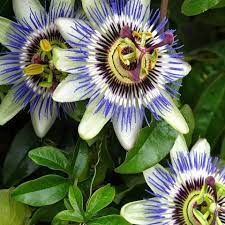 PASIFLORA СТРАСТЬ И ТЕРРАС В КВАРТИРЫ