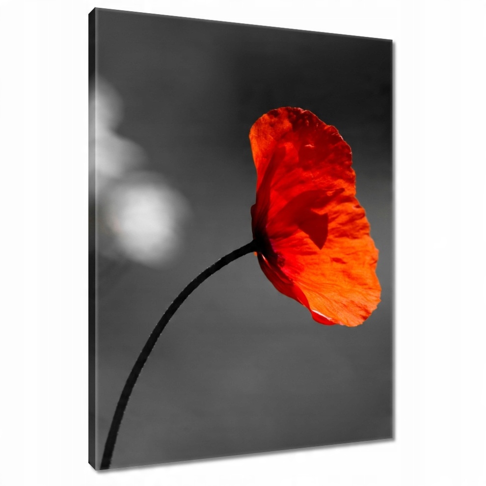 

Obrazy 80x120 Rozkwitnięty czerwony mak