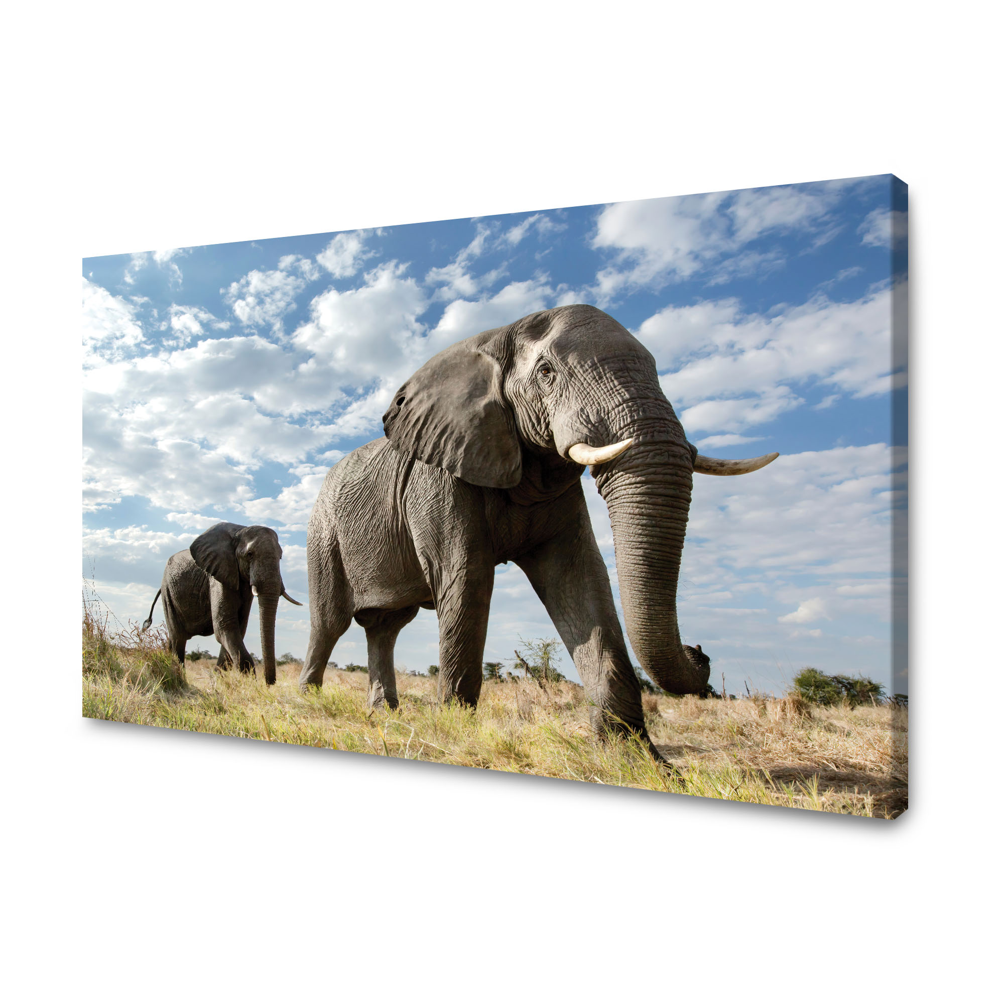 Obraz na plátně Velké šedé slony Afrika Příroda 120x70 cm