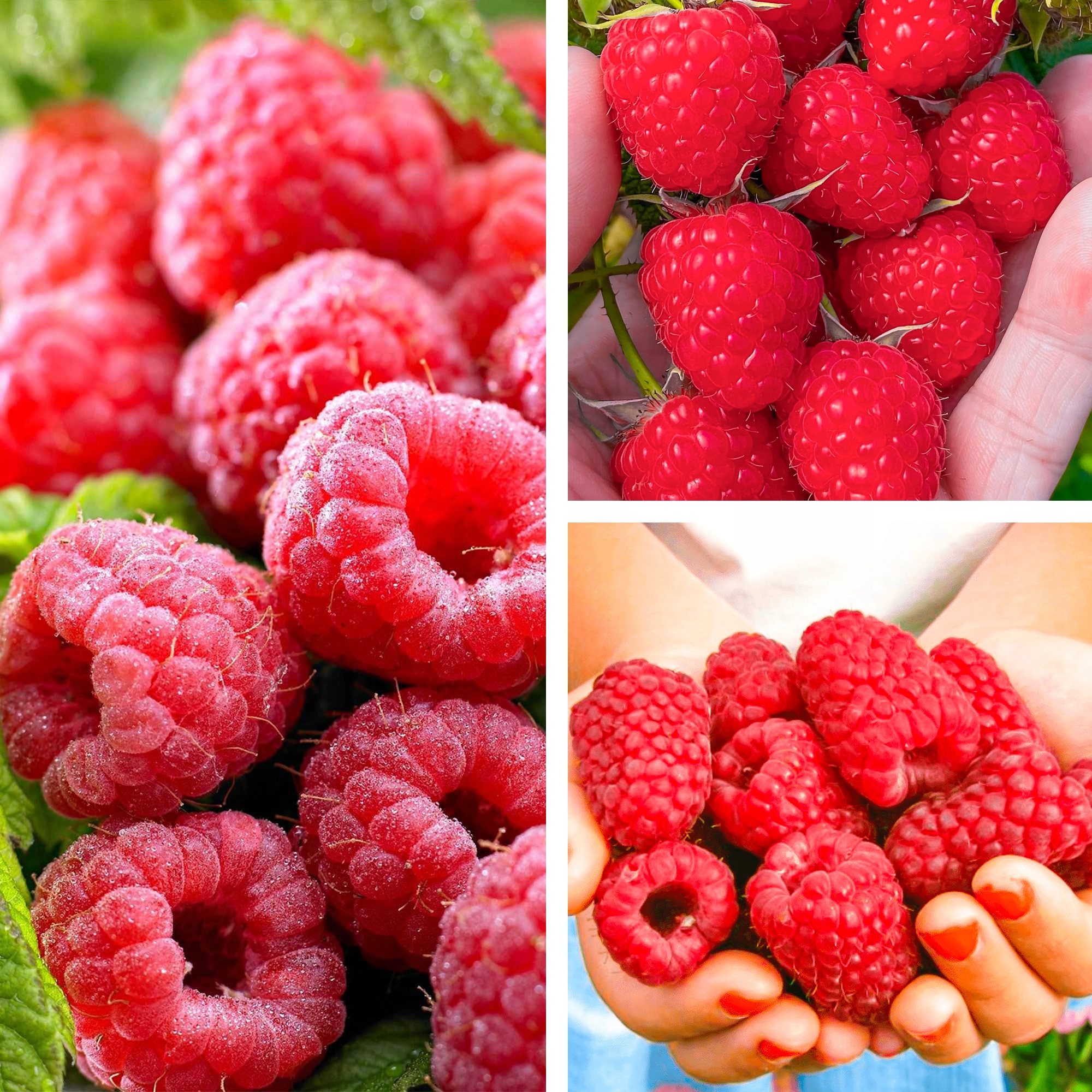 МАЛИНА ПОВТОРНАЯ ПЛОДОНОШЕНИЕ САЖЕНЦЫ МАЛИНЫ САМООПЫЛЯЕМАЯ МОРОЗОСТОЙКАЯ УРОЖАЙНОСТЬ