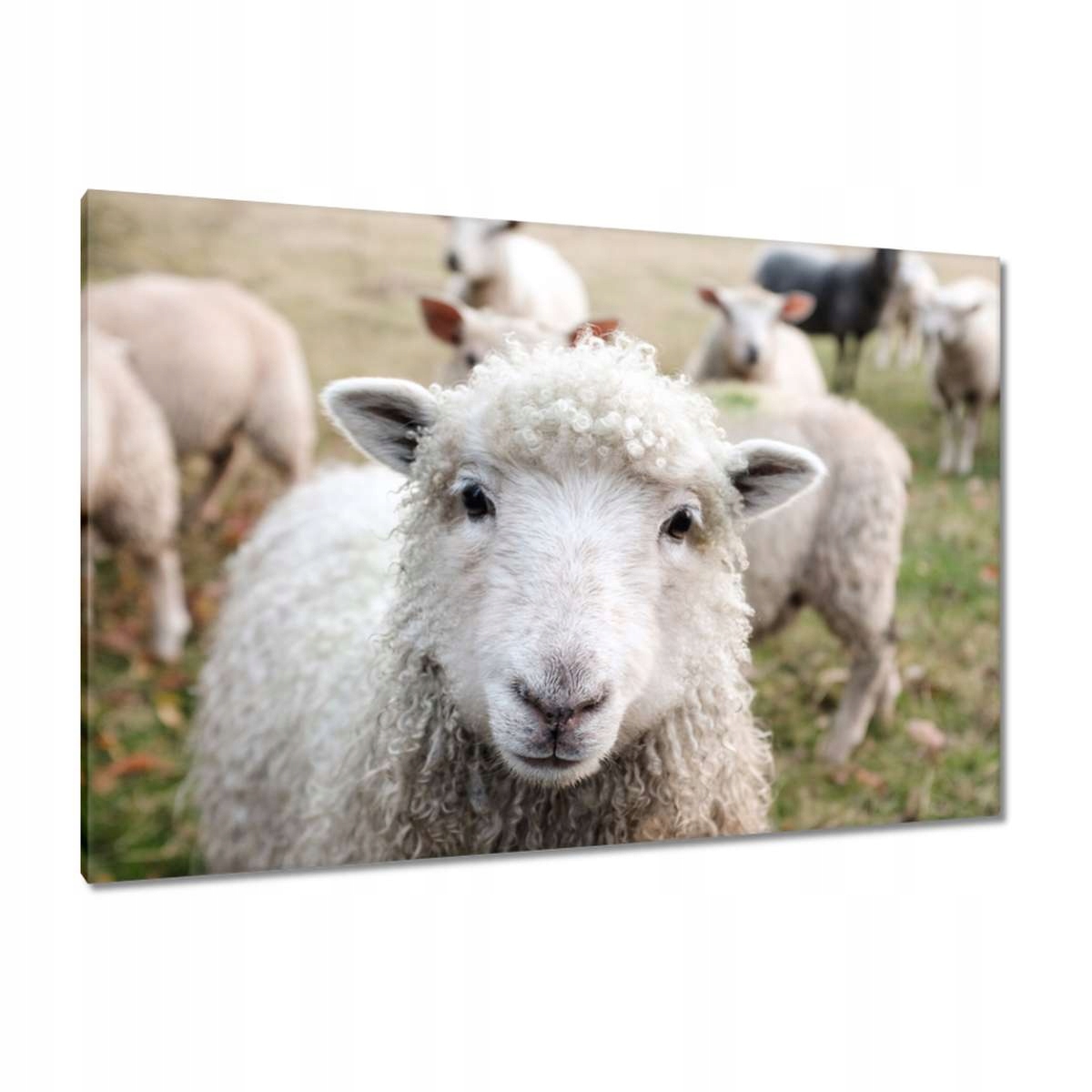 Obrazy 120x80 Vypasování ovcí Ovečky Ovce