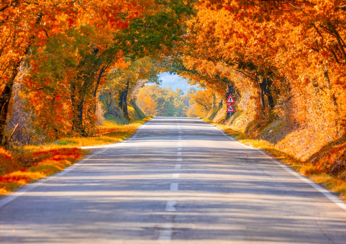 

Fototapeta Flizelinowa Droga jesienią 208x146