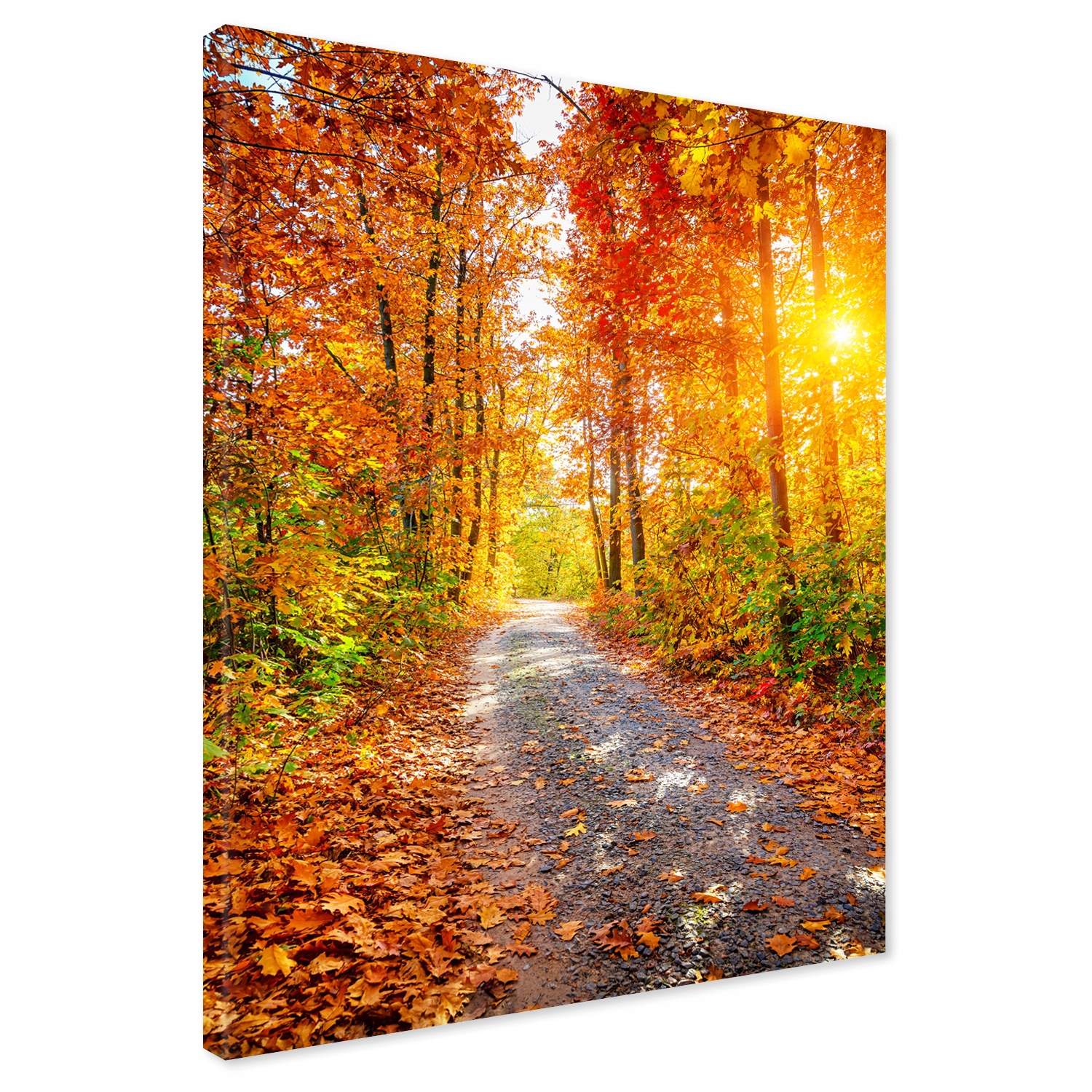 

Obraz na płótnie las jesień ścieżka 50x70