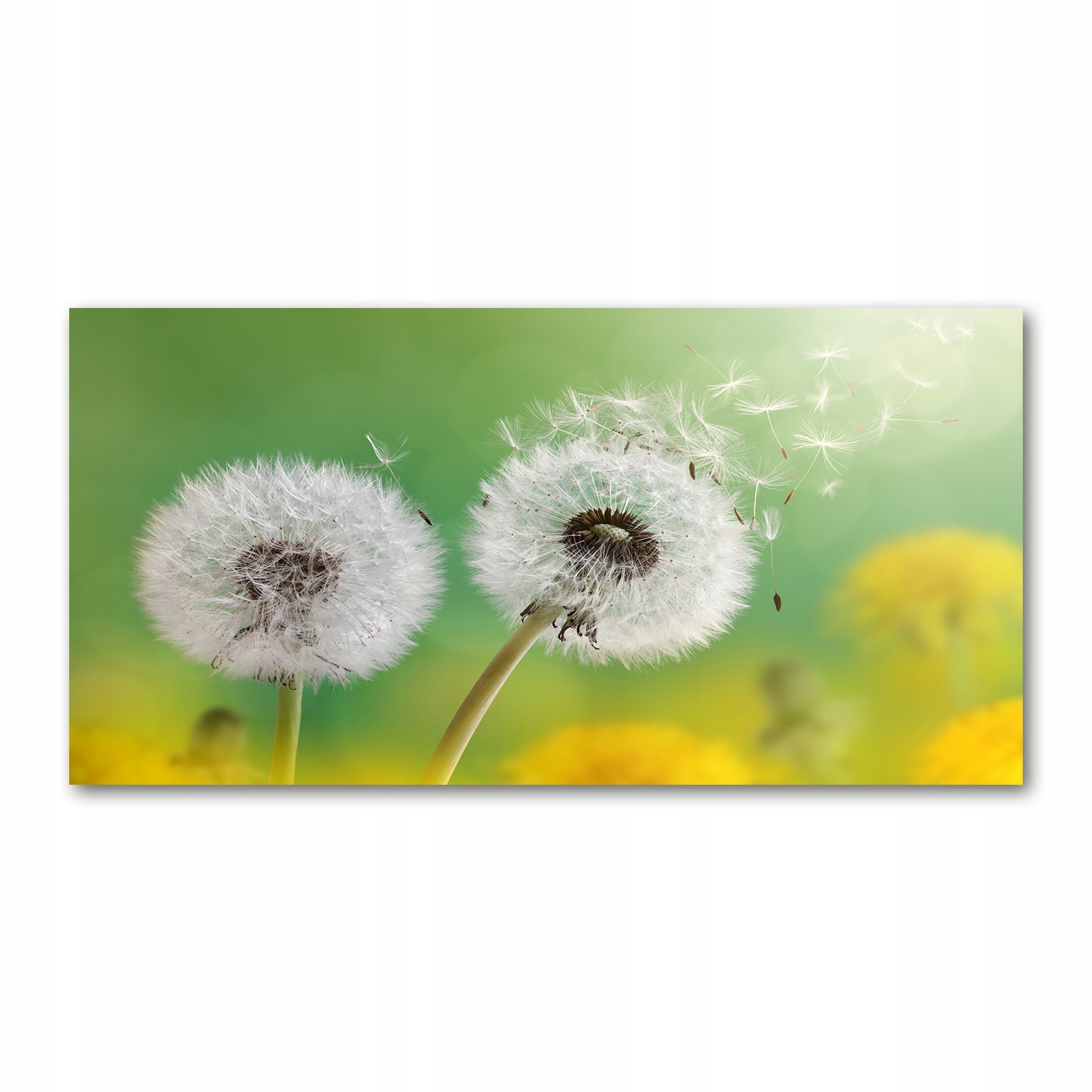 

Foto obraz akryl nowoczesny Dmuchawce 120X60 cm