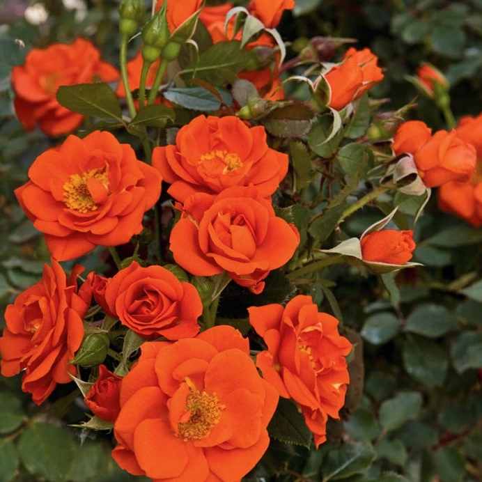 RÓŻA MINIATUROWA ORANGE SADZONKA P9 OBFITE KWITNIENIE KWIATY DO OGRODU