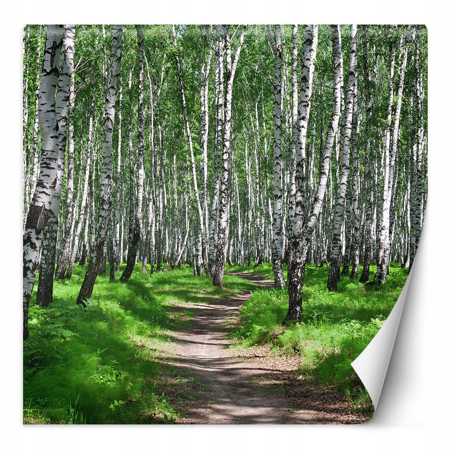 Fototapeta, Březový les a lesní cesta 250x250