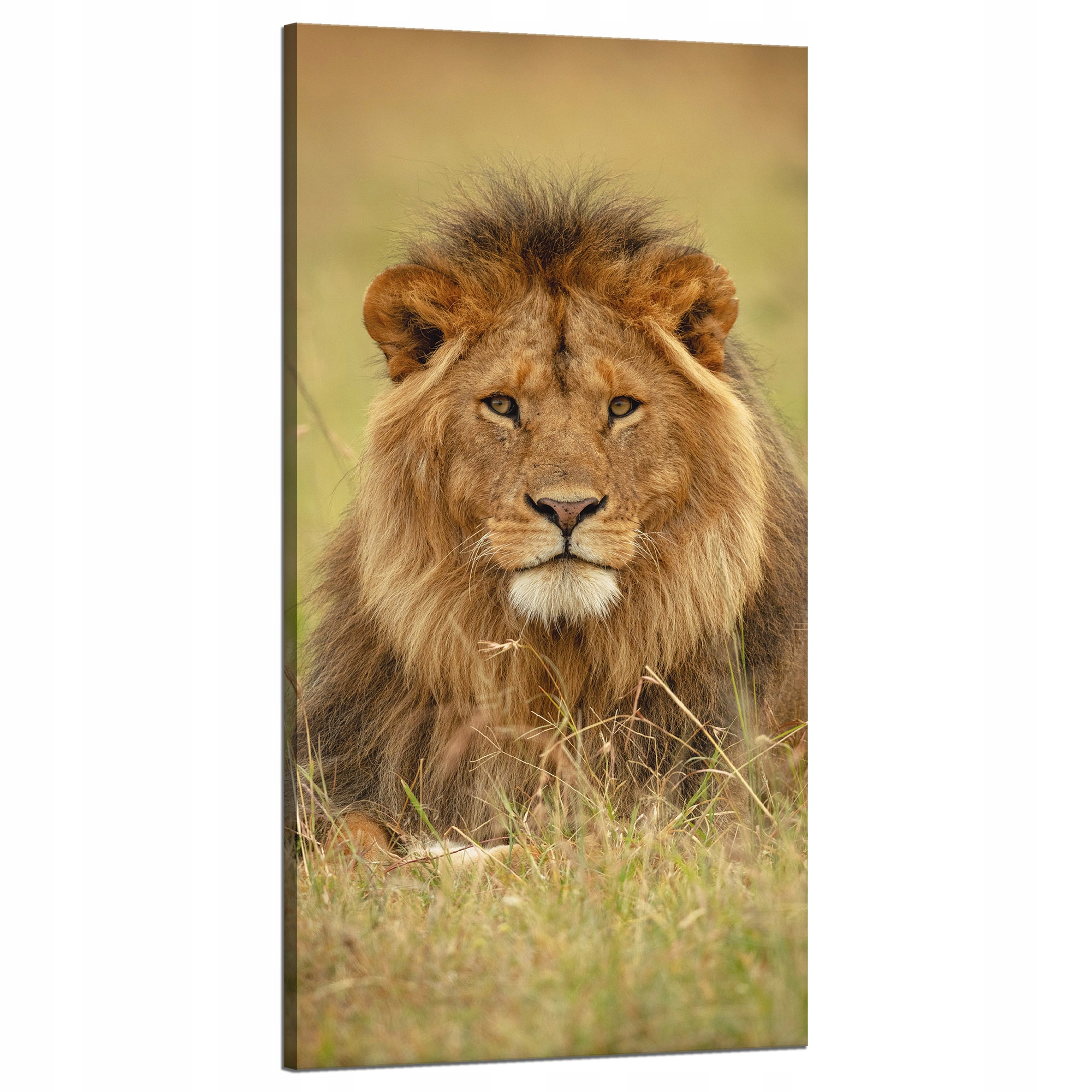 Obraz na plátně Lev na trávě Zvíře Příroda 60x120 cm Ideální jako dárek