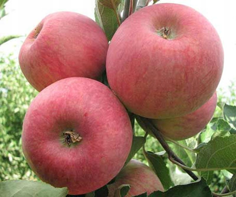 Яблоня пирос. Яблоня 1 салют. Яблоня первый салют (летний сорт). Сорт яблок Пирос.