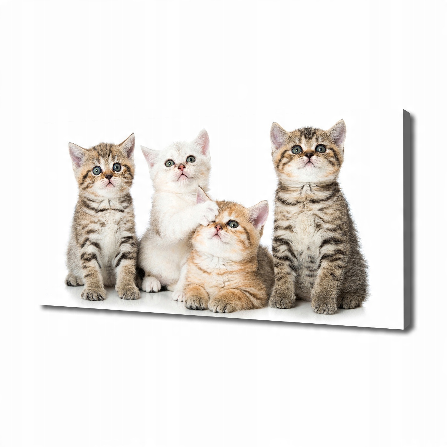 

Foto obraz canvas na ścianę Małe koty 140x70 cm