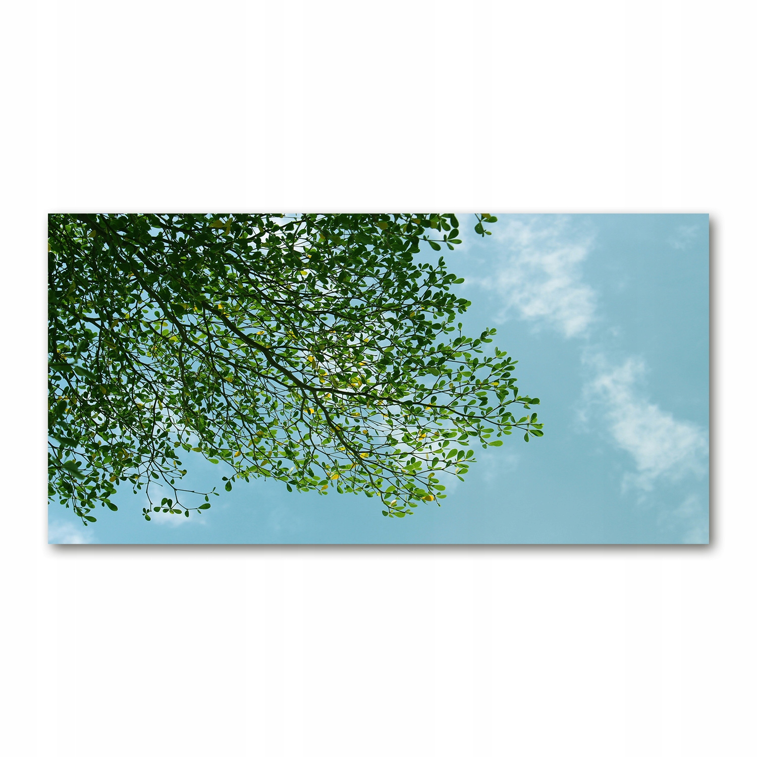 

Foto obraz szkło akryl Liście na niebie 120X60 cm