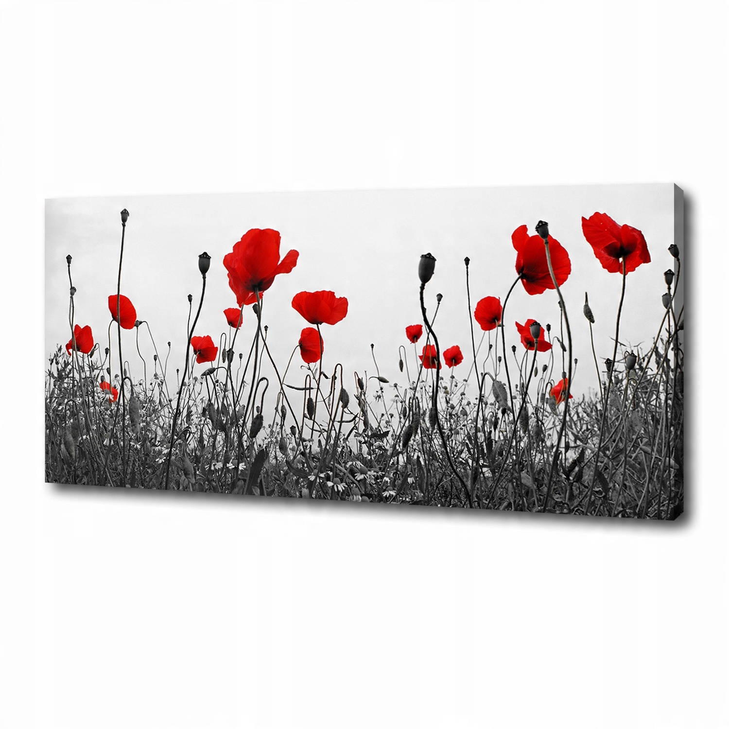

Obraz zdjęcie na płótnie nowoczesny Maki 125x50 cm