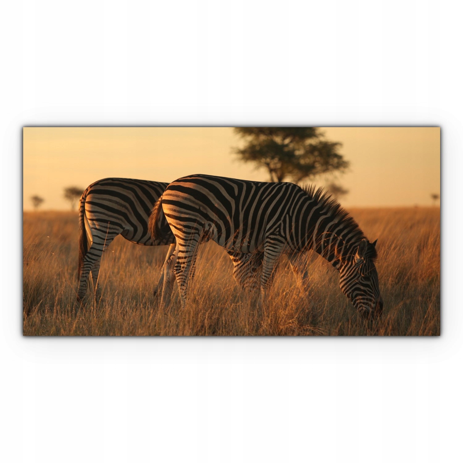 

Obraz płótno canvas 140x70 Zebry Afryka Zwierzęta