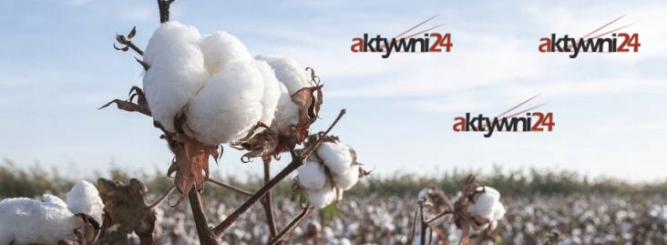 Seksowne Szorto-Stringi Koronka Mikrofibra akt 02 białe Marka Inna marka