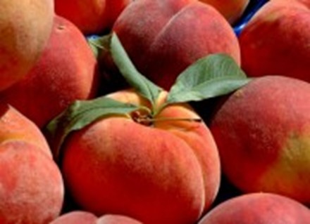 BRZOSKWINIA - REDHAVEN NAJSMACZNIEJSZA