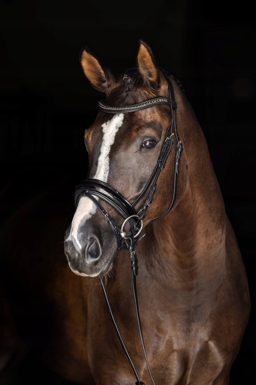 Nachrapnik Švédský Černý Lakovaný Cob 2 Covalliero