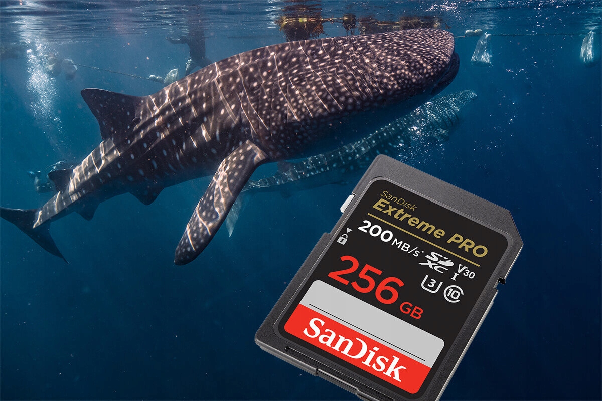 Karta pamięci SANDISK Extreme PRO SDXC 256GB Pojemność karty 256 GB