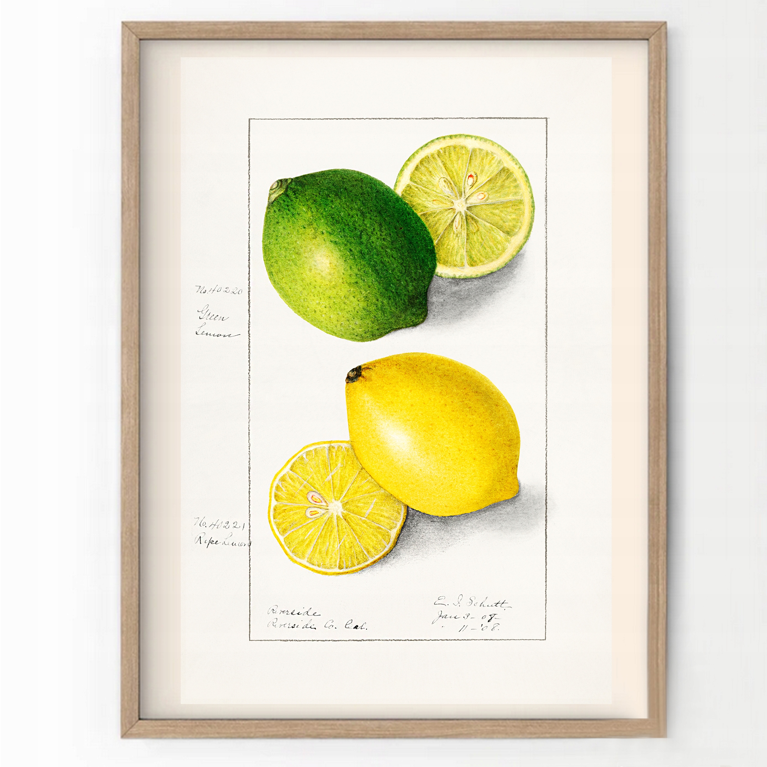 

Plakat do Kuchni Cytryna Z Limonką Vintage A3