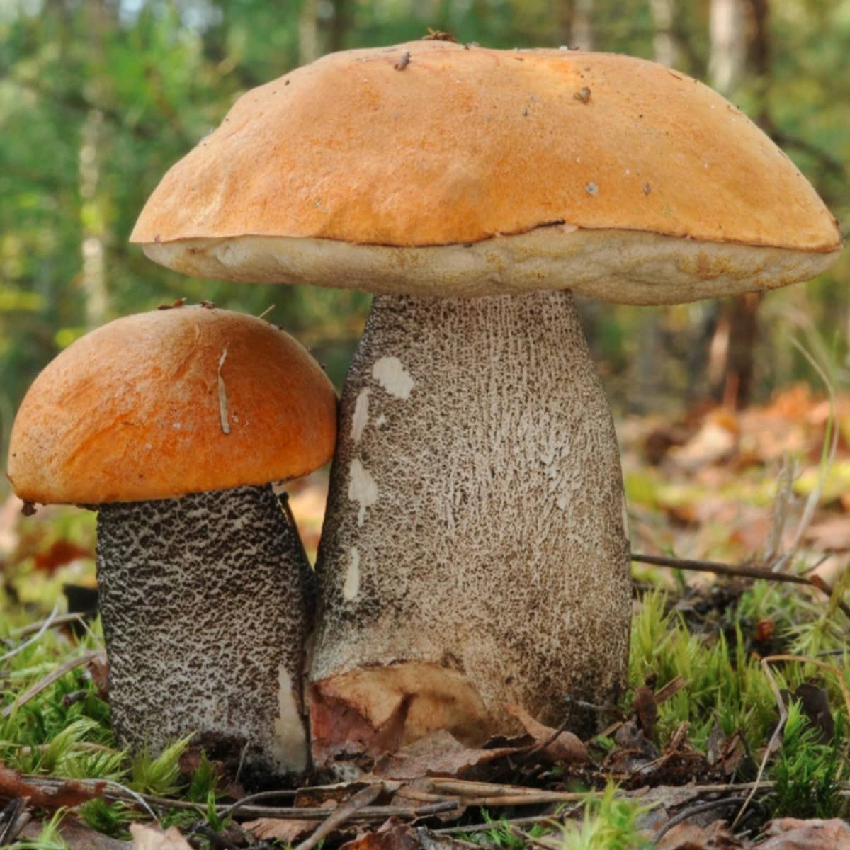

Grzybnia Koźlarz pomarańczowożółty Krawiec 10g