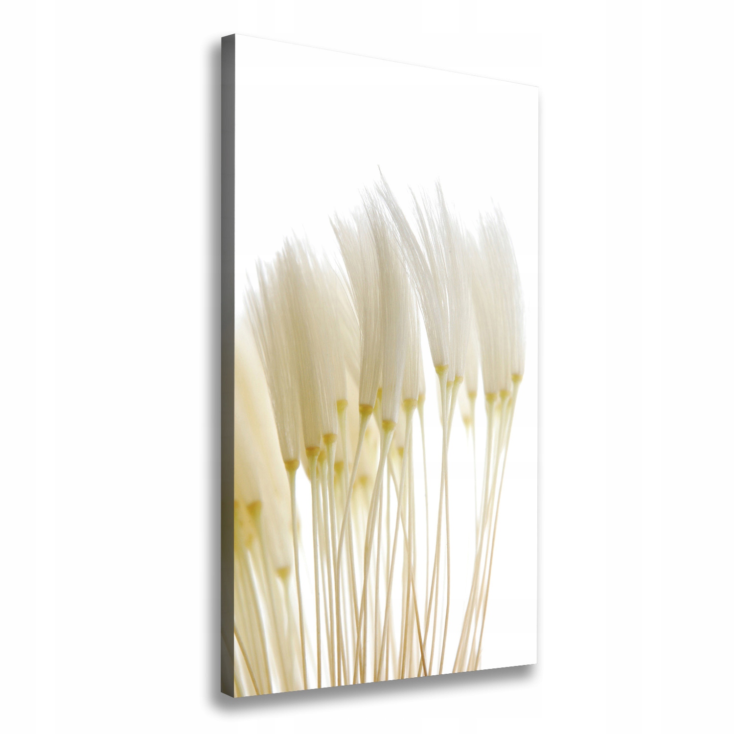 

Foto obraz na płótnie Nasiona dmuchawca 60x120 cm