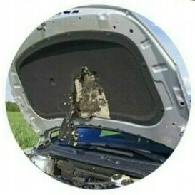 ODSTRASZACZ OGS-12/Cichy (CAR MAX) (KUNY,MYSZY,SZCZURY) Producent inny