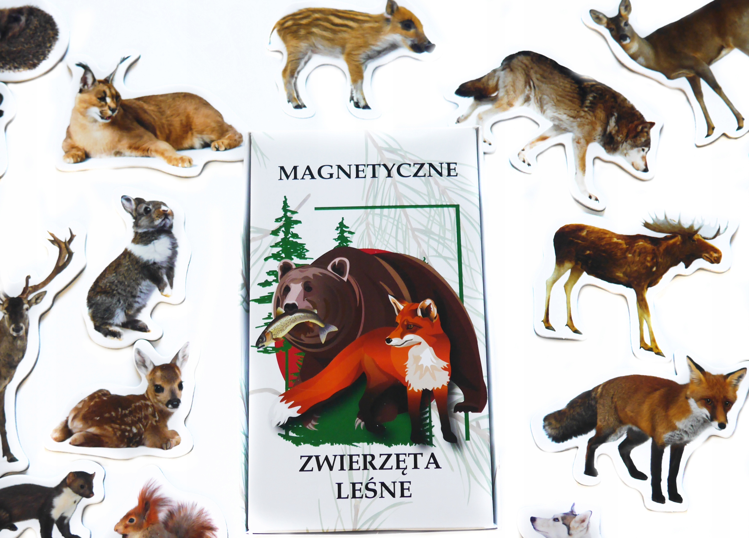 Magnesy na lodówę poznaję ZWIERZĘTA LEŚNE EAN (GTIN) 5906874185292