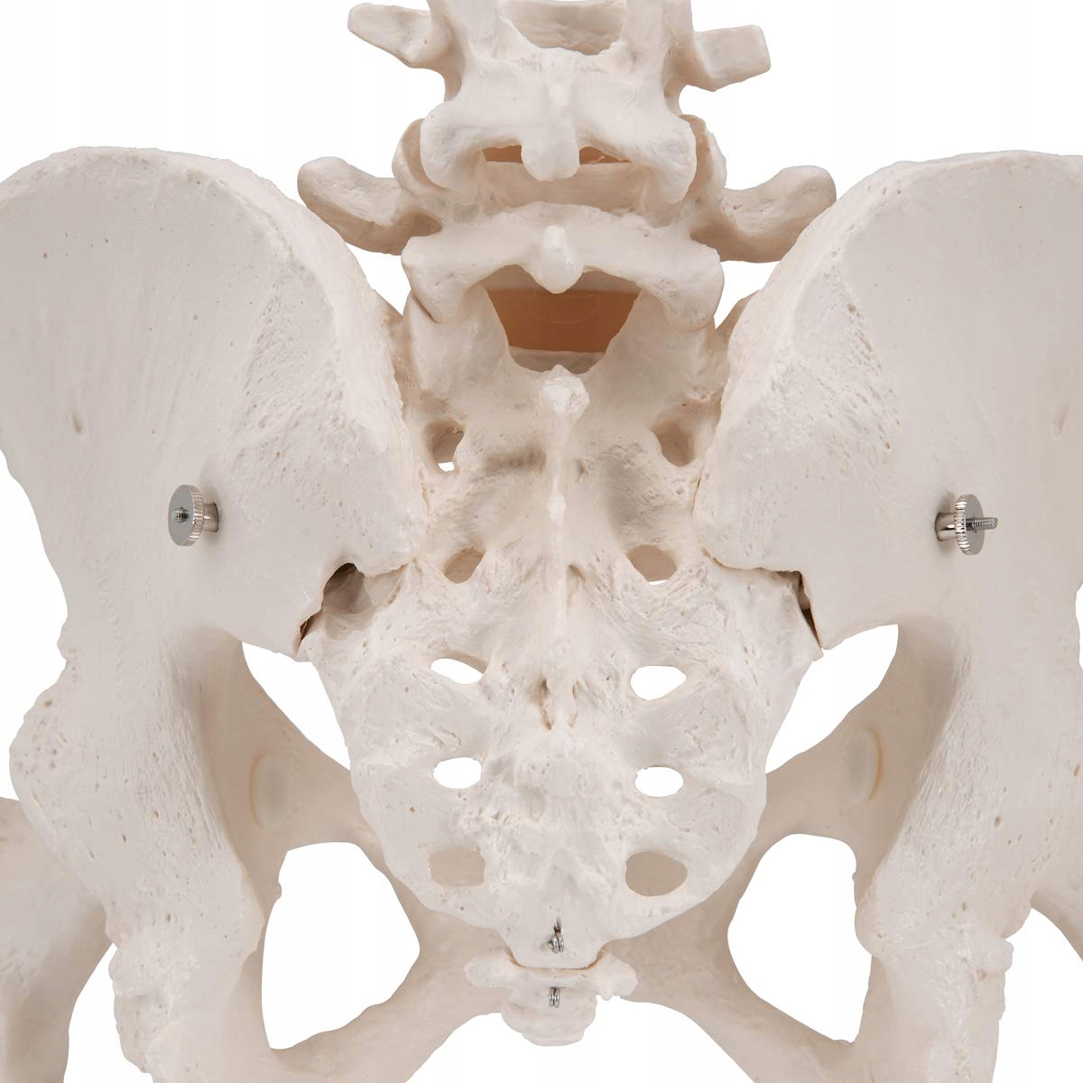 3B SCIENTIFIC Model Miednicy Kobiety Z Aplikacją Smart Anatomy — miniatura 6