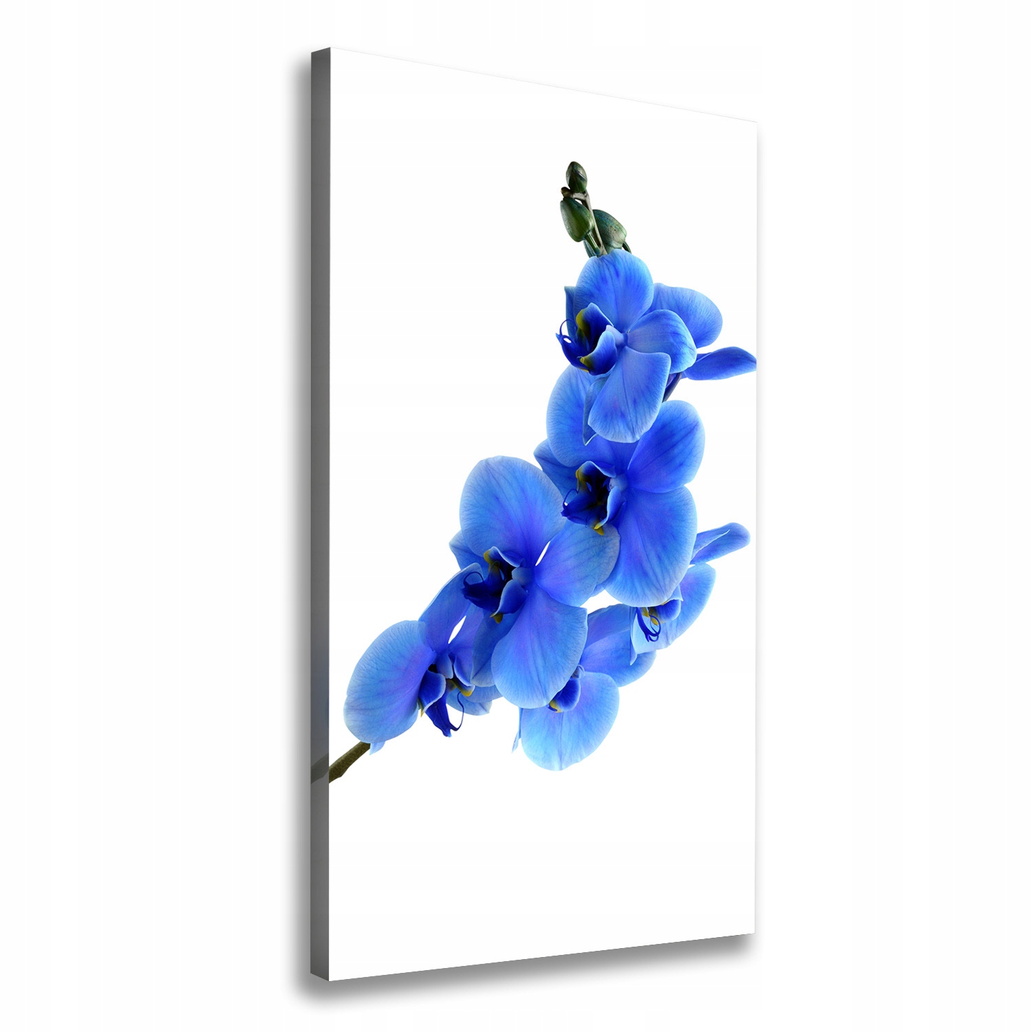 

Foto obraz na płótnie Niebieska orchidea 70x140 cm