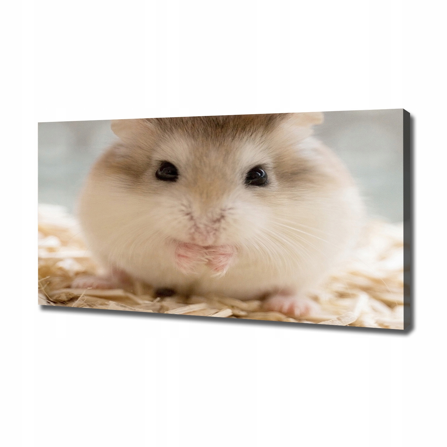 

Duży foto obraz na ścianę canvas Chomik 120x60 cm