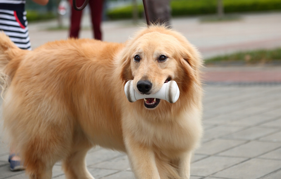 JUCĂRIE INTERACTIVĂ DE CÂINE CHEERBLE WICKEDBONE SMART CU BT WIFI APP Vârsta animalelor de companie pentru toți câinii