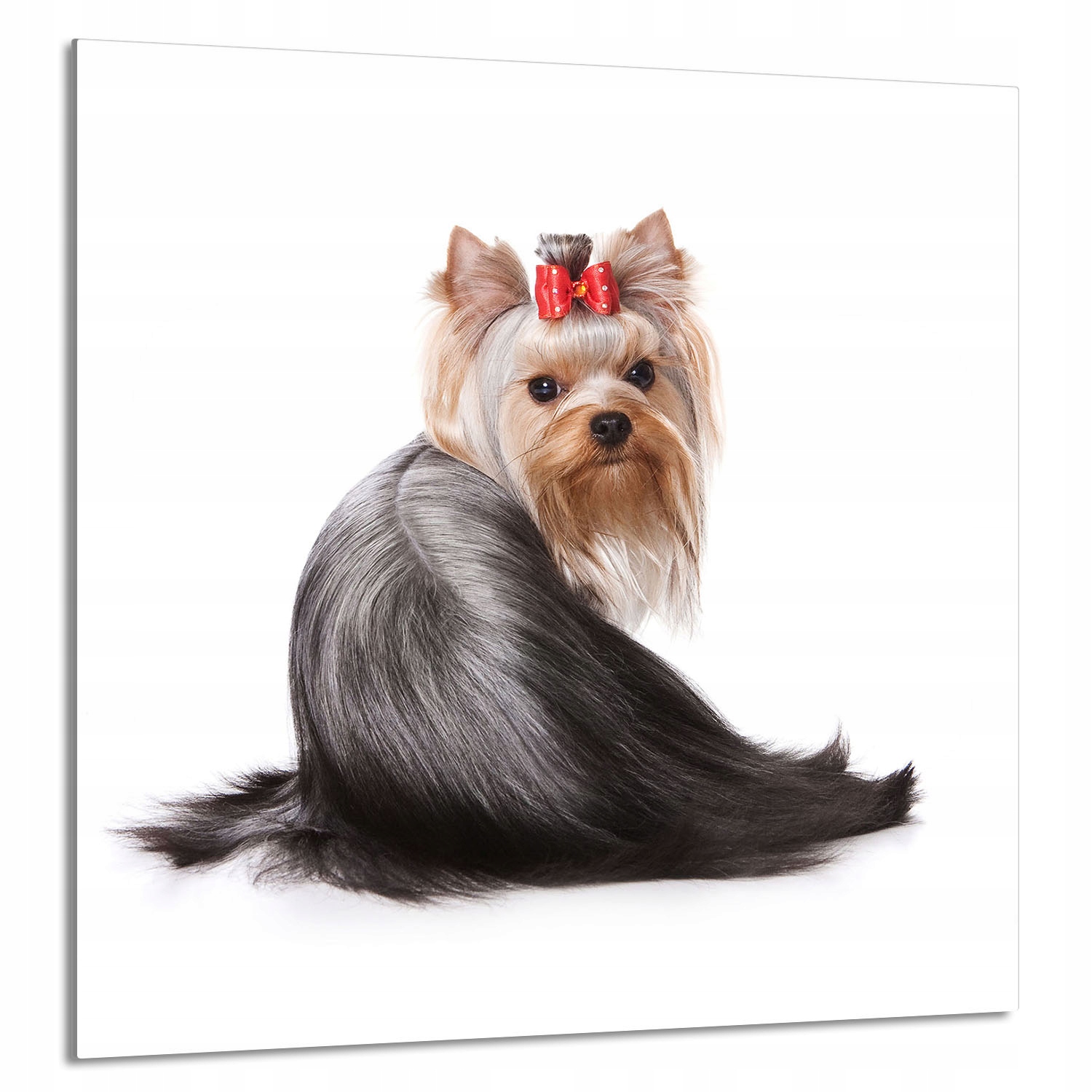 Skleněný Panel Do Kuchyně 60x65 Pes Tvrzené Sklo