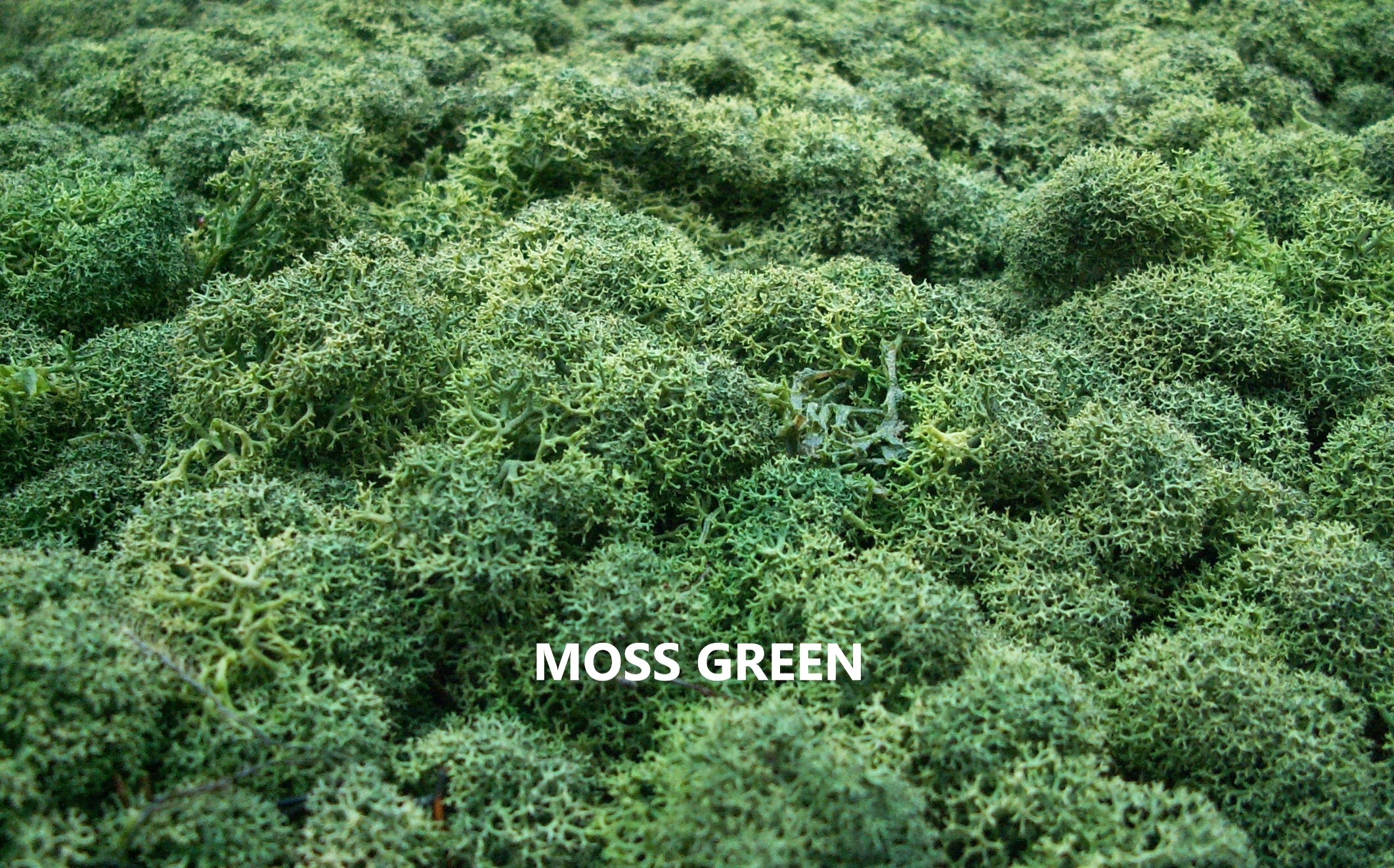 Mech Chrobotek Reniferowy 15 kolorów 200g Waga mchu 200 g